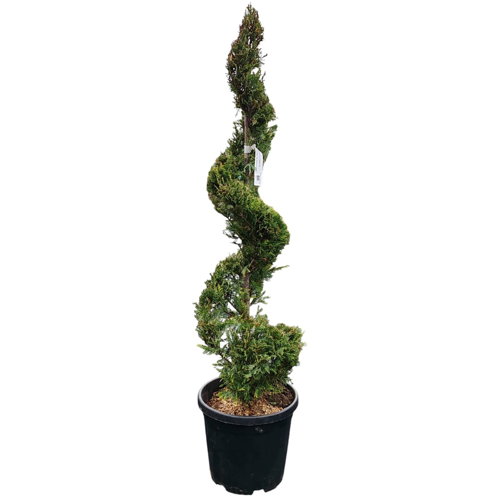 Cupressocyparis Leylandii Spirala, H 130 cm