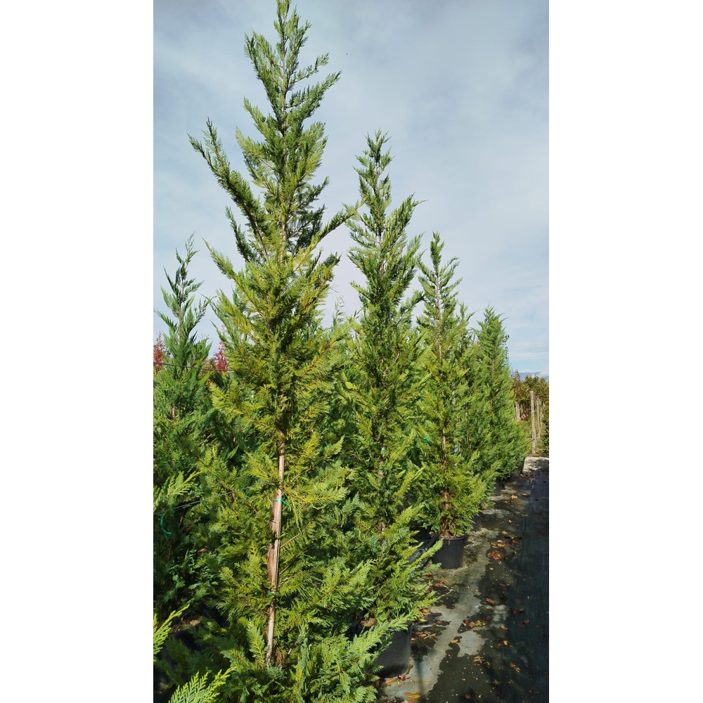 Cupressocyparis Leylandii, H 2.5 m