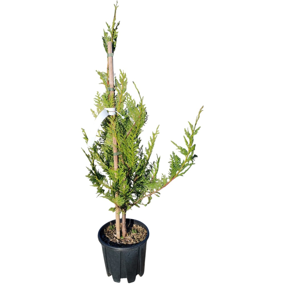 Cupressocyparis Leylandii, H 80 cm