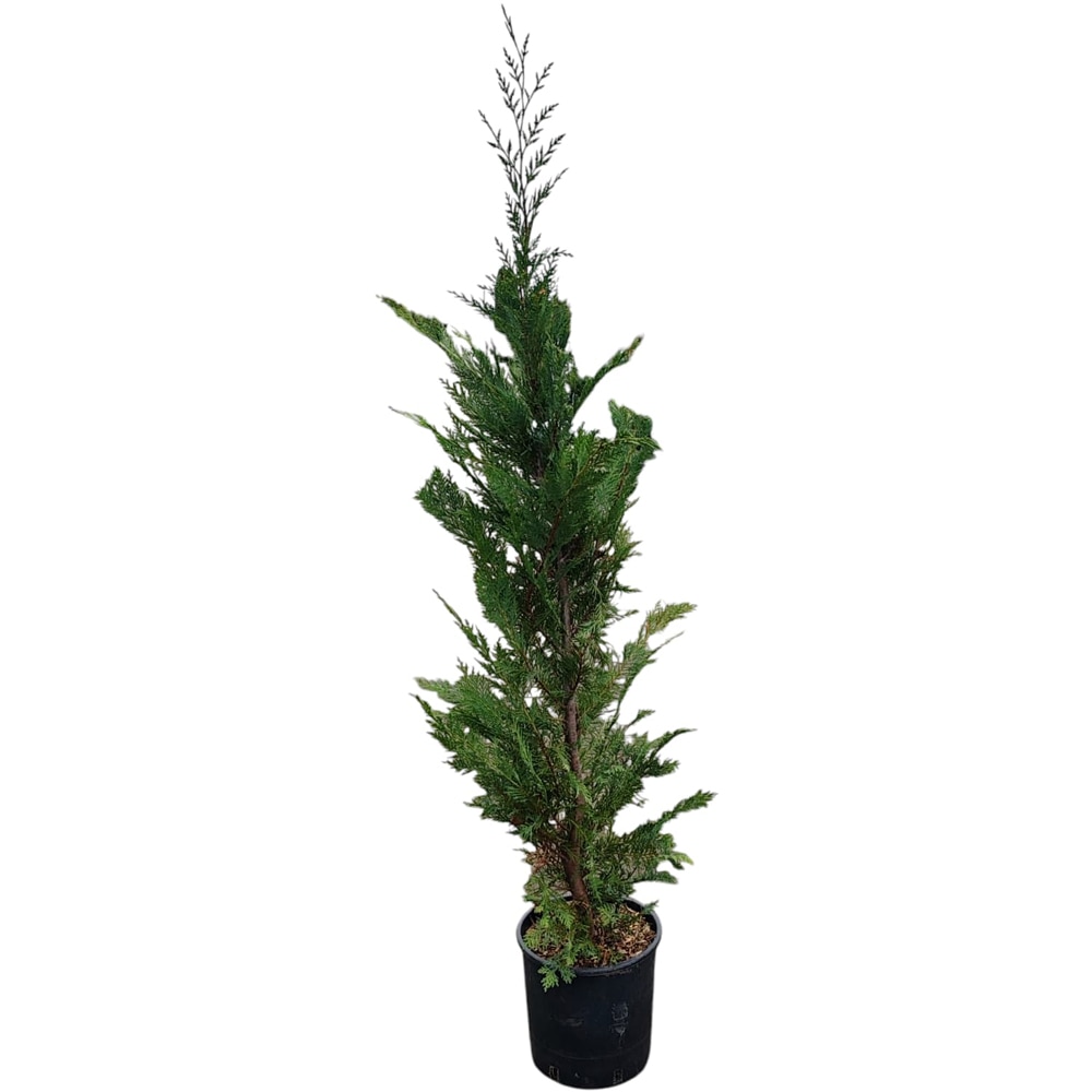 Cupressocyparis Leylandii, H 1.5 m