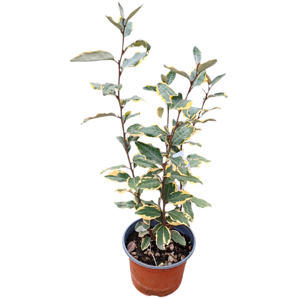 Elaeagnus Variegata, H 40 cm