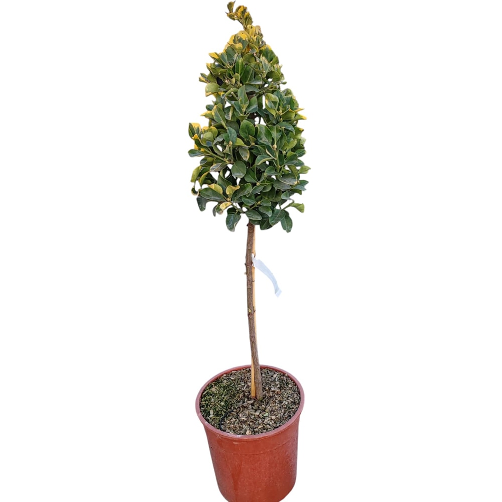 Euonymus Japonicus Aureomarginatus, H 1 m