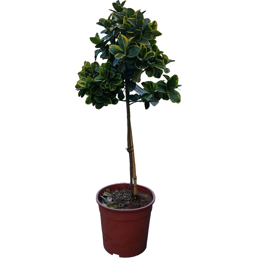 Euonymus Japonicus Aureomarginatus, H 80 cm