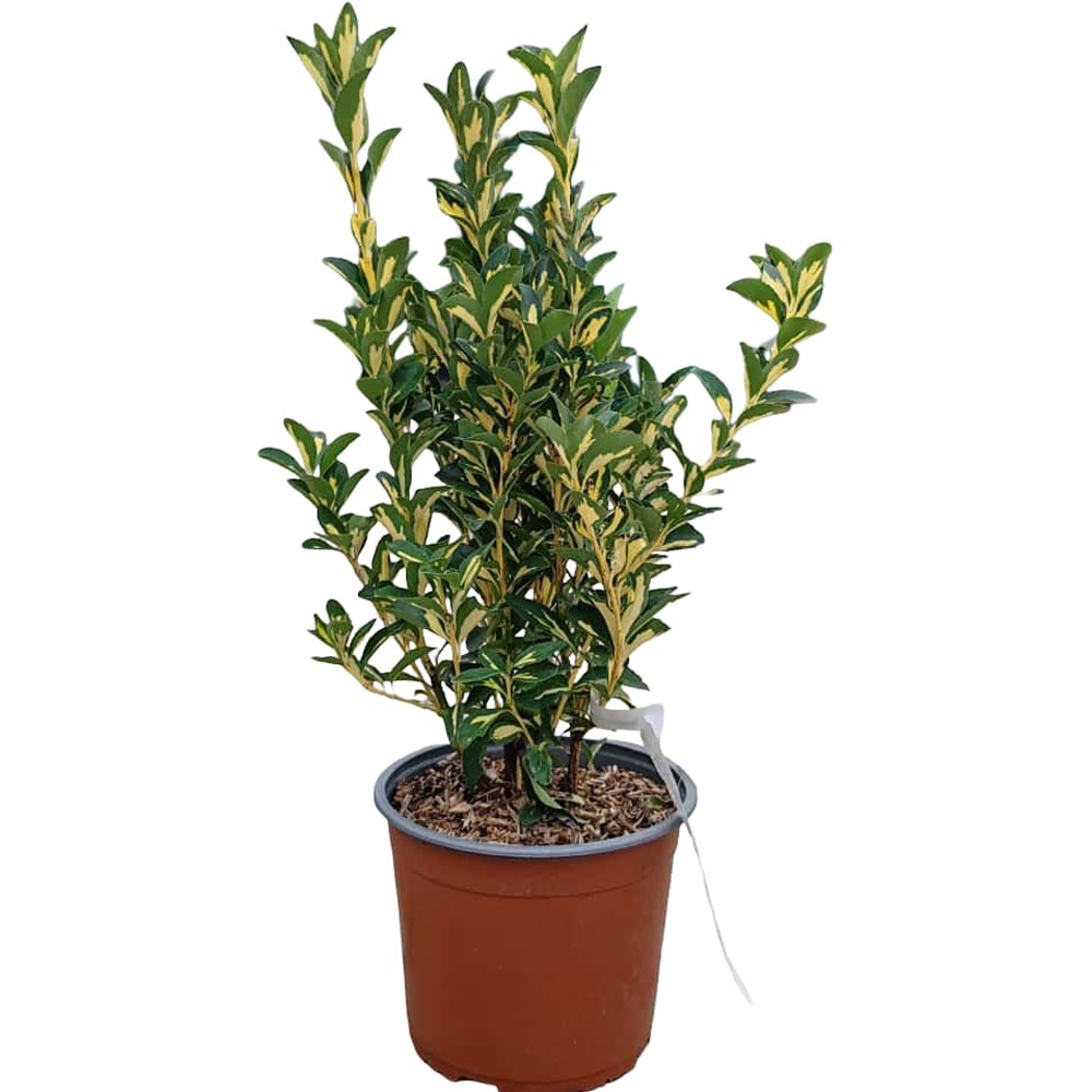 Euonymus Japonicus Aureopictus, H 35 cm