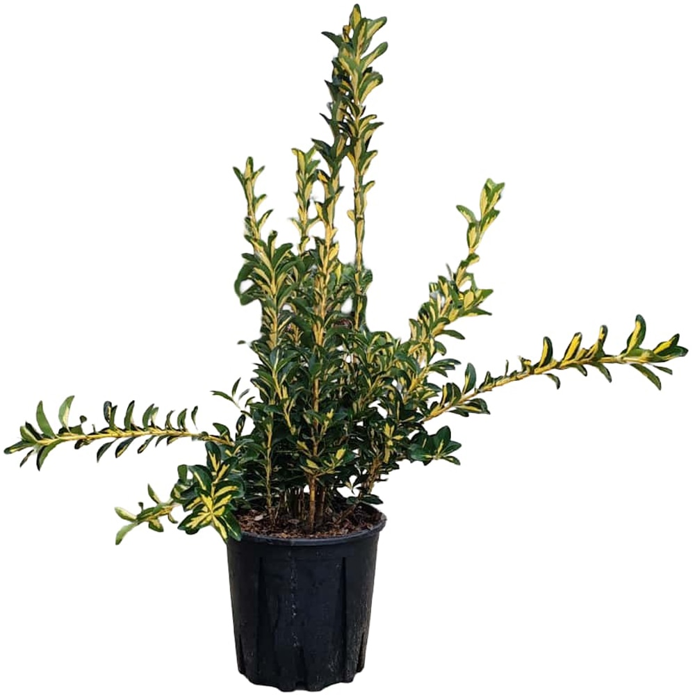 Euonymus Japonicus Aureopictus, H 50 cm