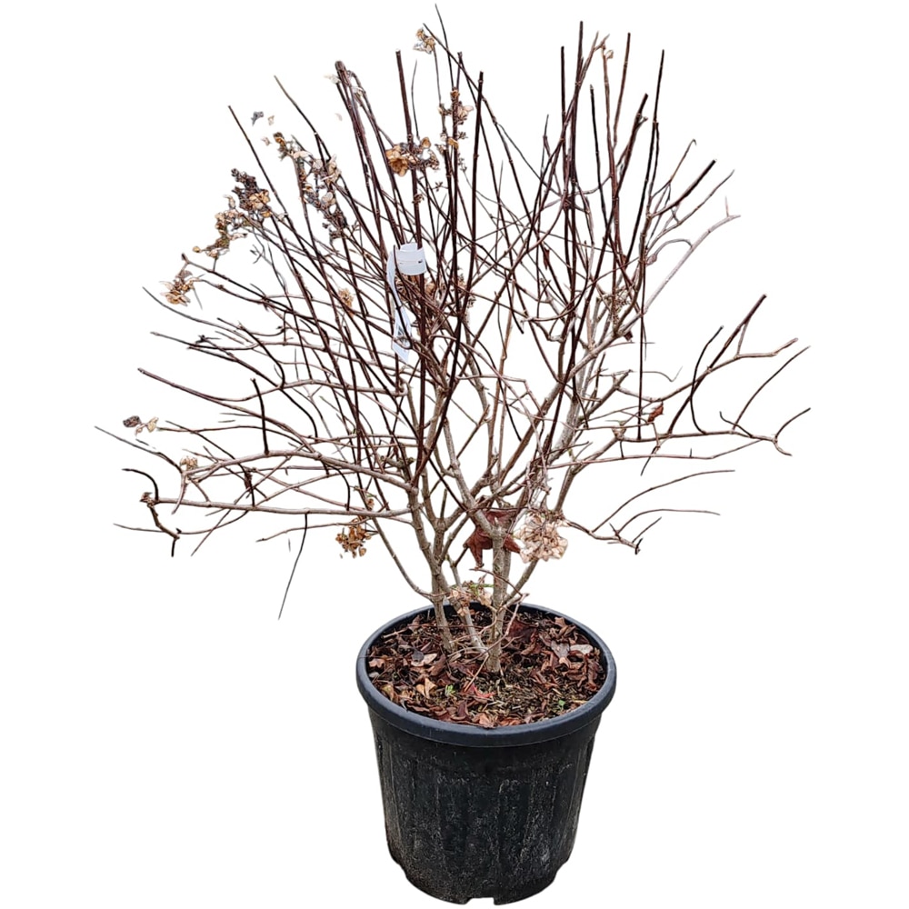 Hydrangea Paniculata, H 70 cm