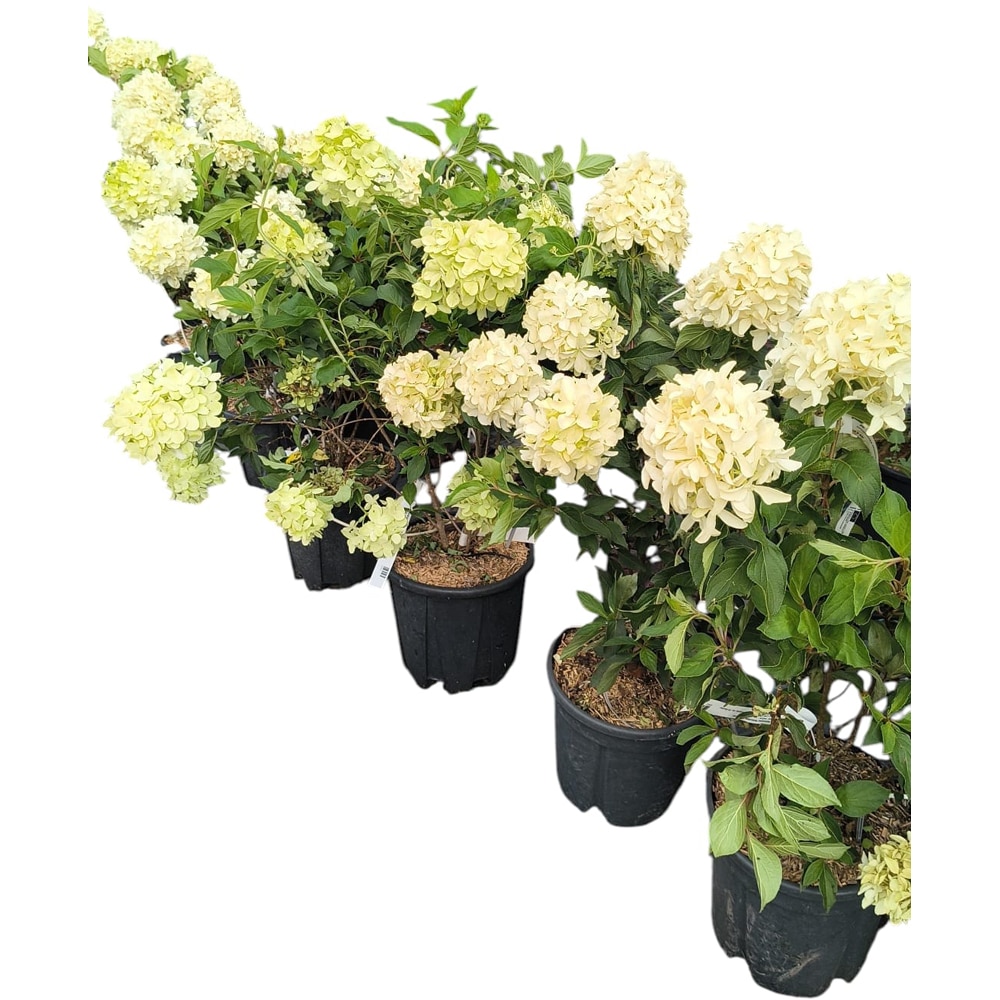 Hydrangea Paniculata, H 40 cm