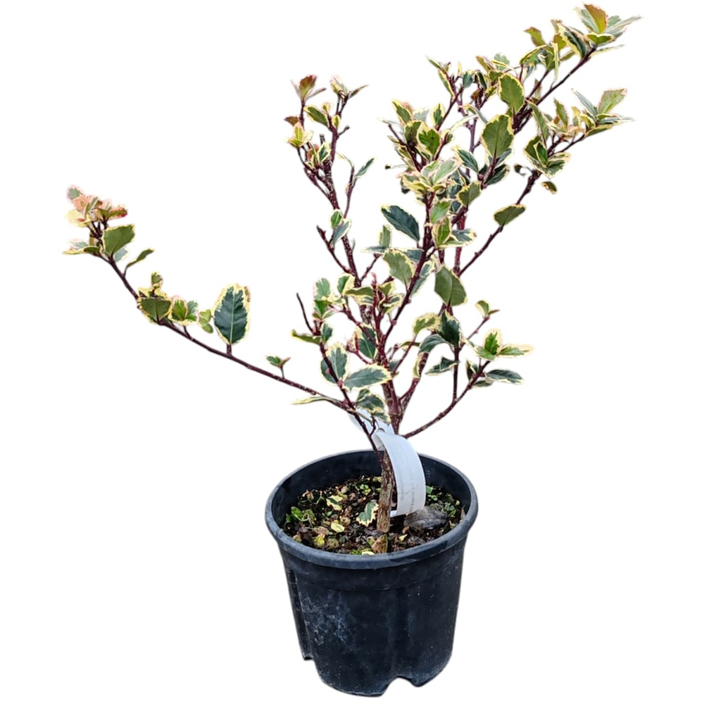 Ilex Aquiffolium Aureo, H 30 cm