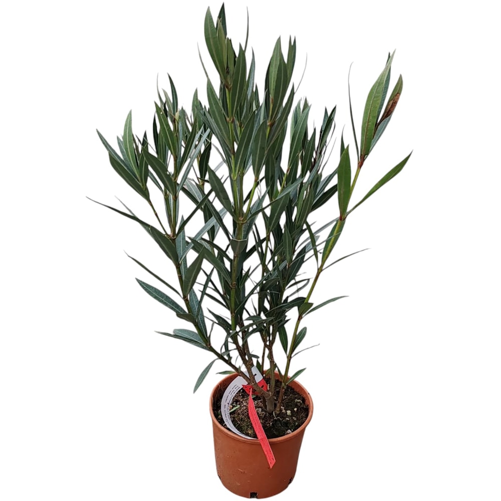 Nerium Oleander, H 50 cm