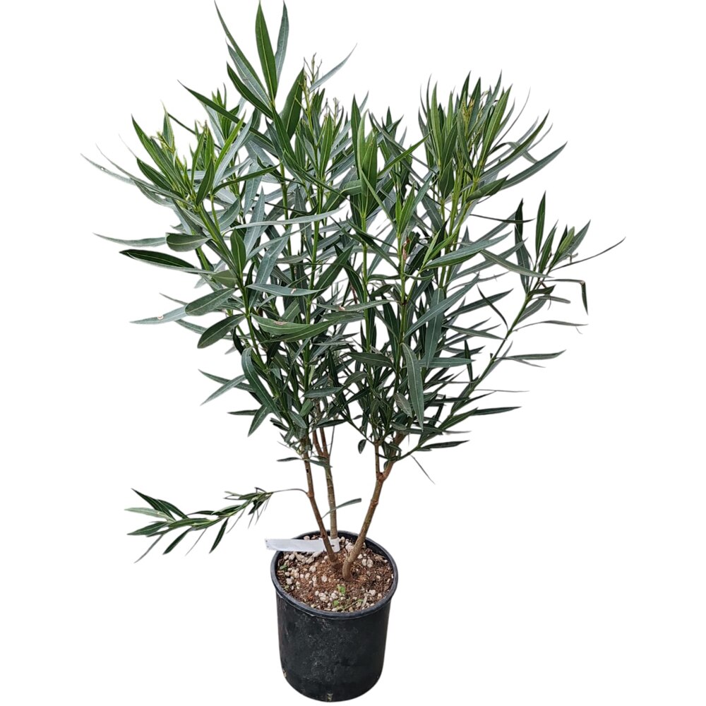 Nerium Oleander, H 70 cm