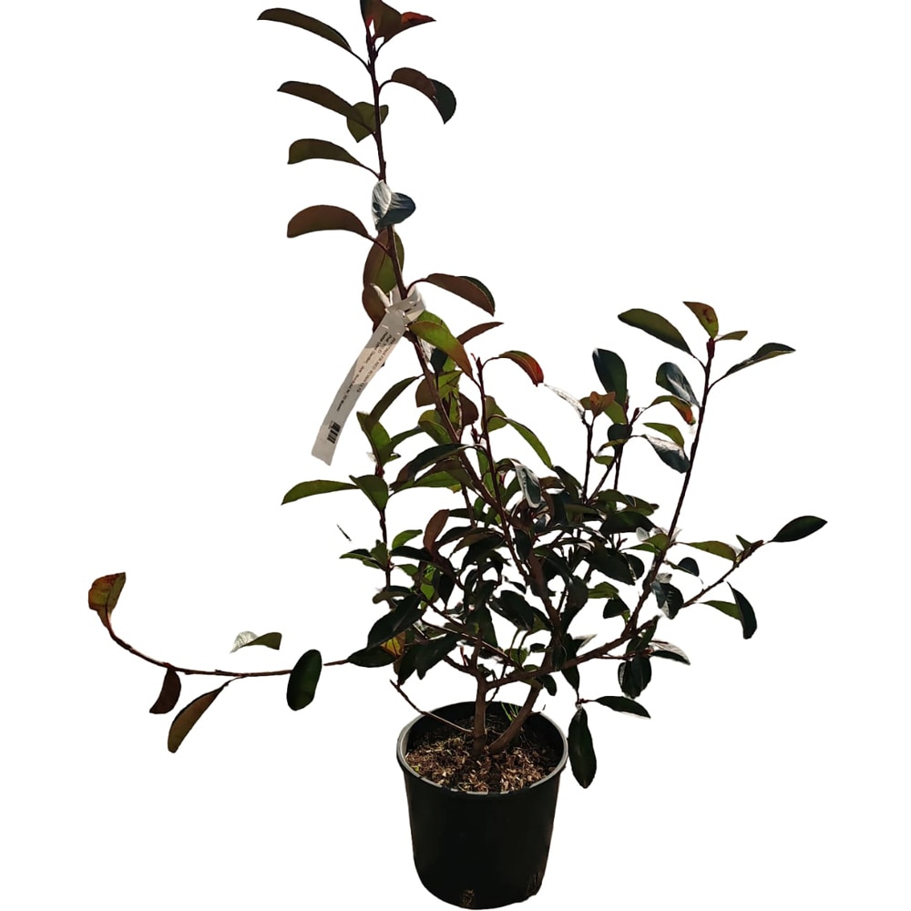 Photinia Fraseri Red Robin, H 40 cm