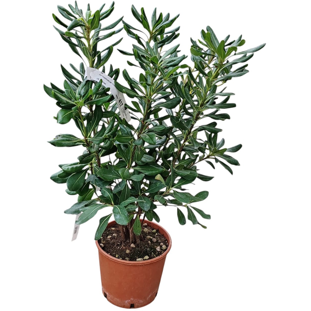 Arbust Ornamental Pittosporum Tobira, H 40 cm