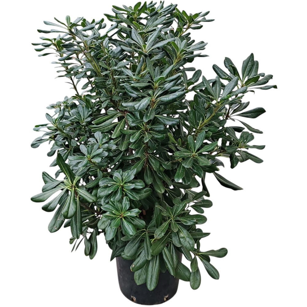 Arbust Ornamental Pittosporum Tobira, H 80 cm