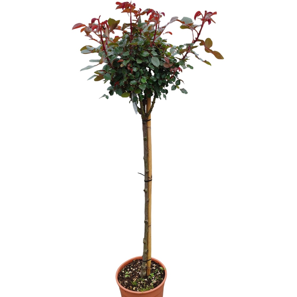 Trandafir Copacel, D 25 cm, H 150 cm