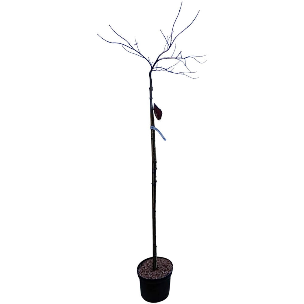 Acer Palmatum Firecker, H 1.8 m