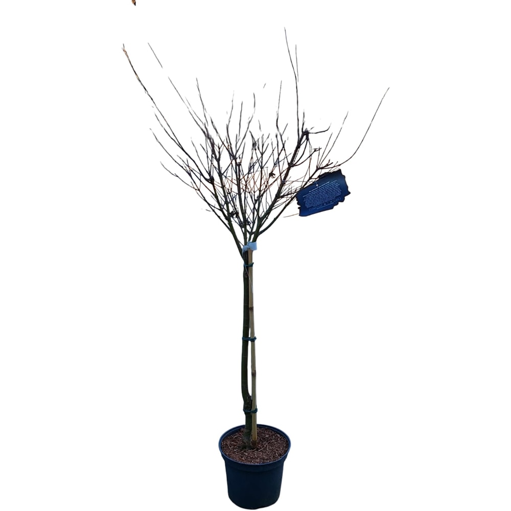 Acer Palmatum Beni-Shichi-Henge, H 70 cm