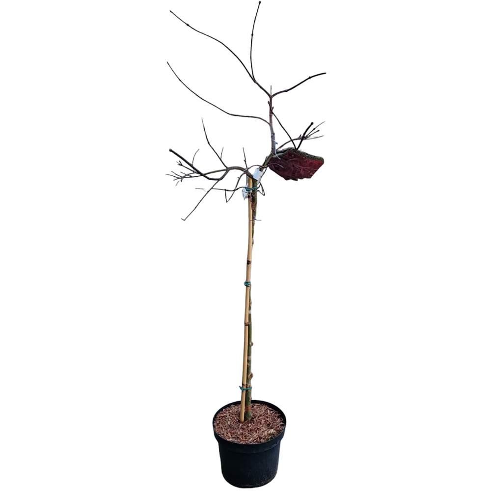 Acer Palmatum Crimson Princess, H 80 cm