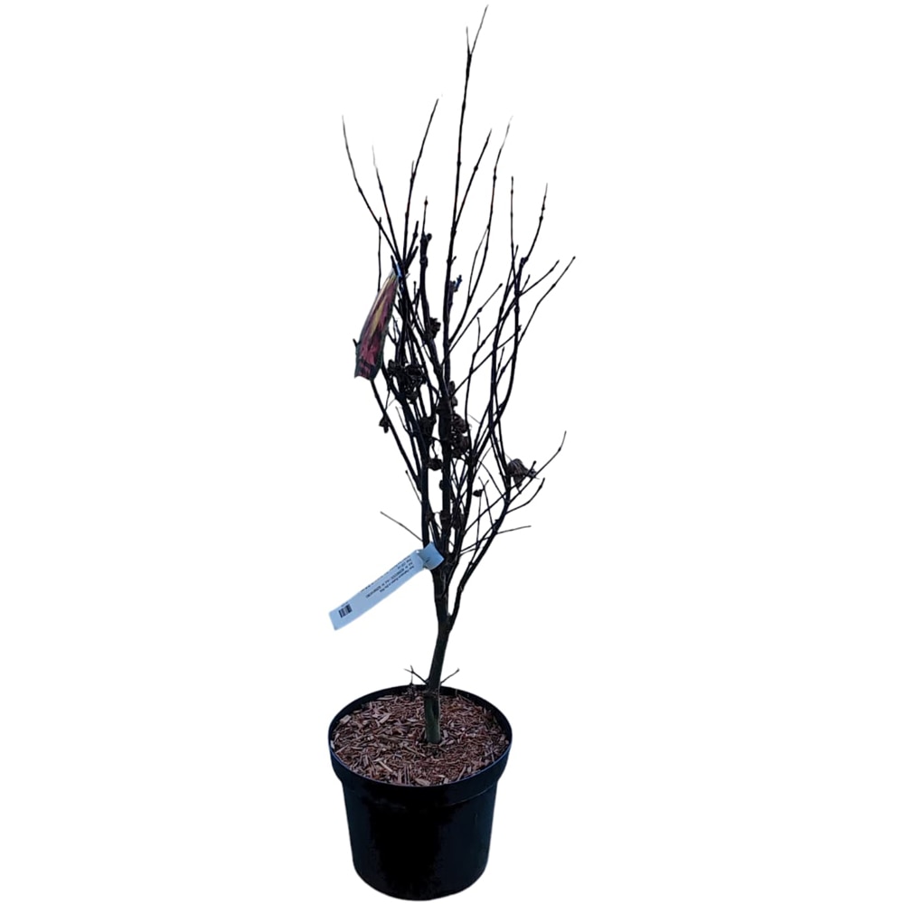 Acer Palmatum Ruslyn In The Pink, H 80 cm