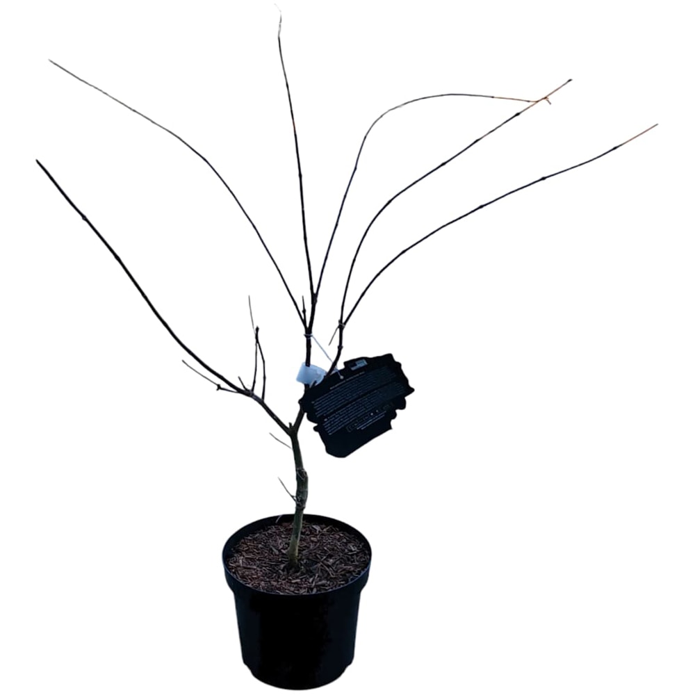 Acer Palmatum GeisH a Gone Wild, H 90 cm