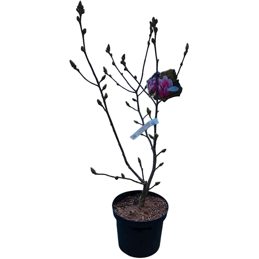 Magnolia Soulangeana Satisfaction, H 70 cm