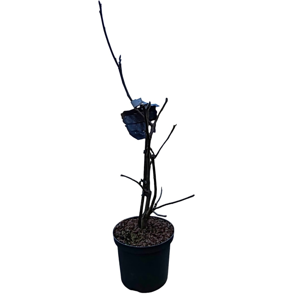 Magnolia MarcH Till Frost, H 70 cm