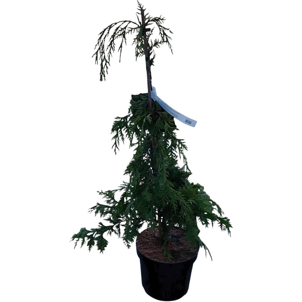 Chamaecyparis Nootkatensis Golden Waterfall, H 70 cm