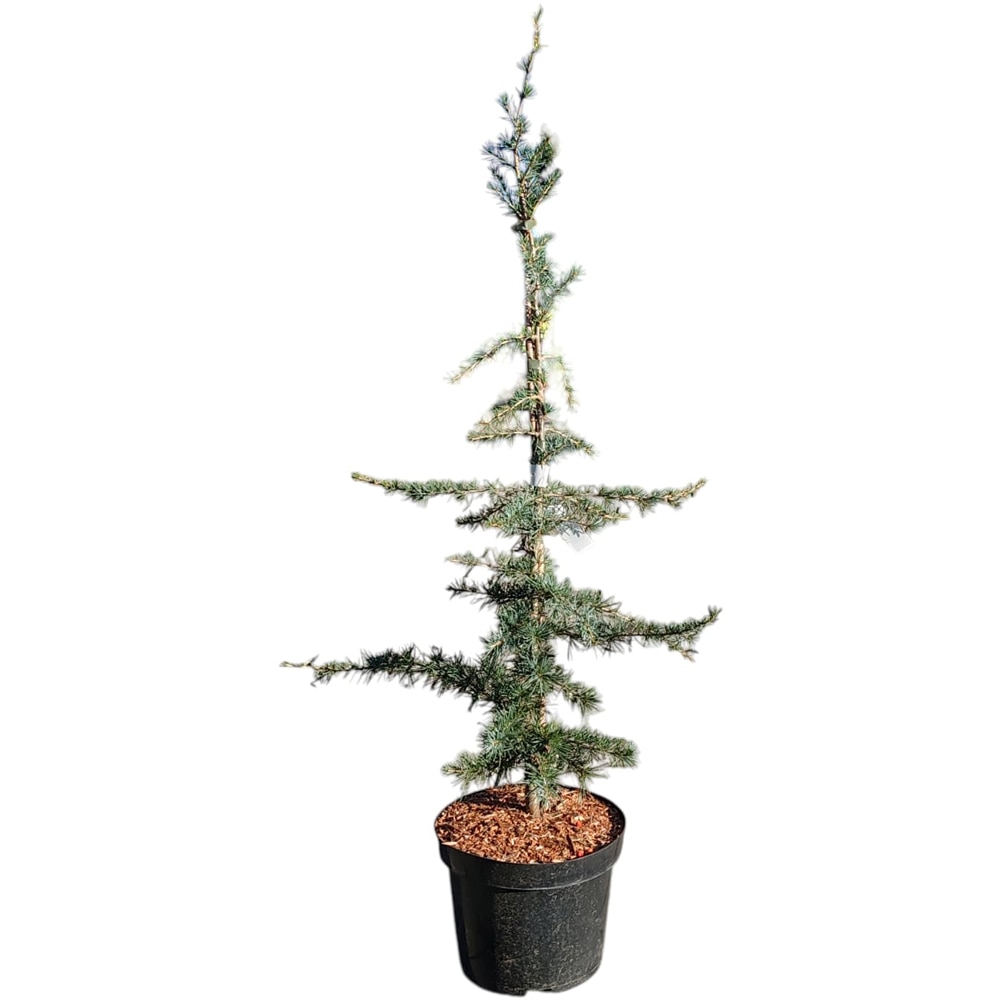 Cedrus Deodara Karl Fuchs, H 80 cm