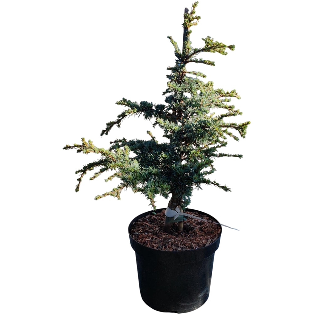 Cedrus Atlantica Sapphire Nymph, H 40 cm