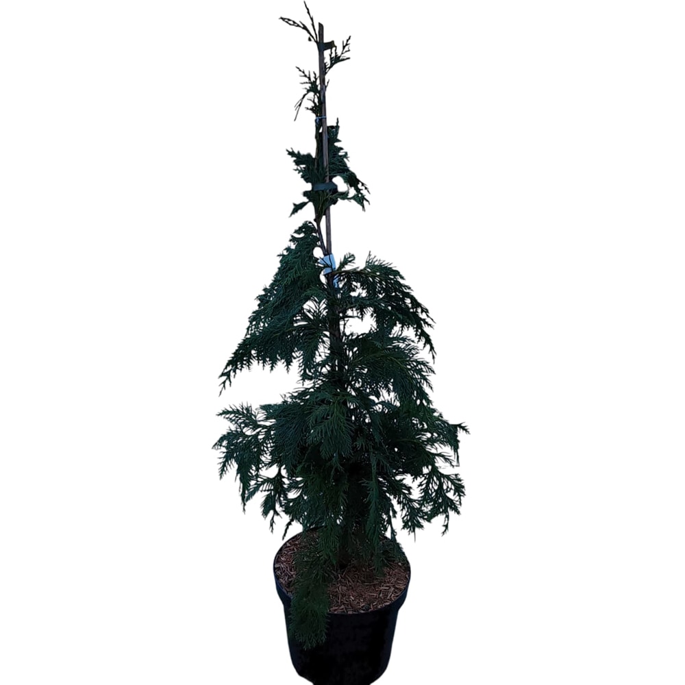 Chamaecyparis Nootkatensis Kanada, H 70 cm