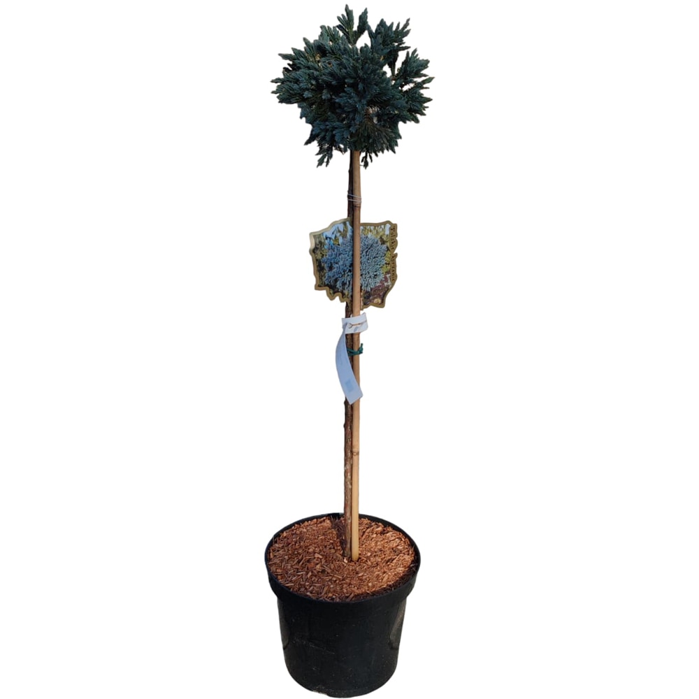 Juniperus Squamata Blue Star, H 80 cm