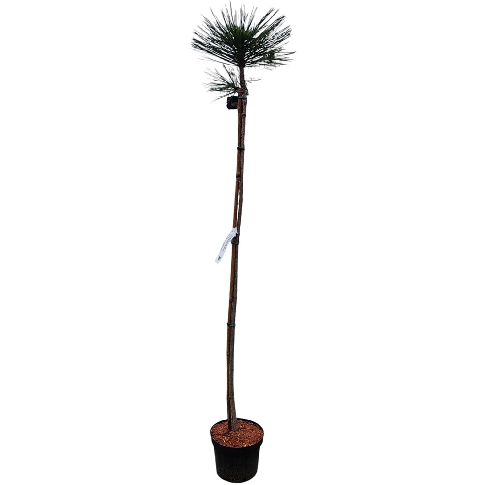 Pinus Jeffreyi Joppi, H 1.5 m
