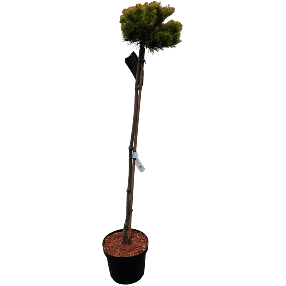 Pinus Mugo Little Gold Star, H 90 cm