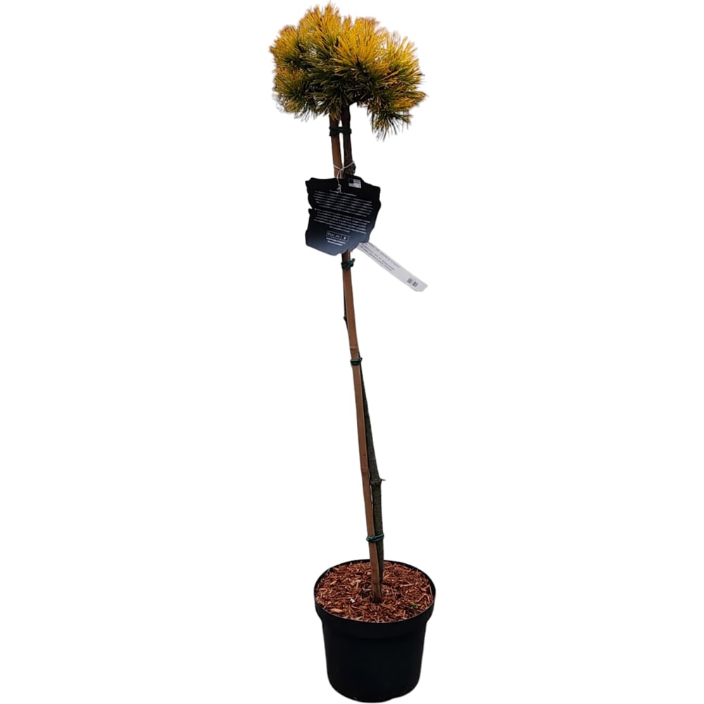 Pinus Mugo Nana Balcanica Aurea, H 80 cm