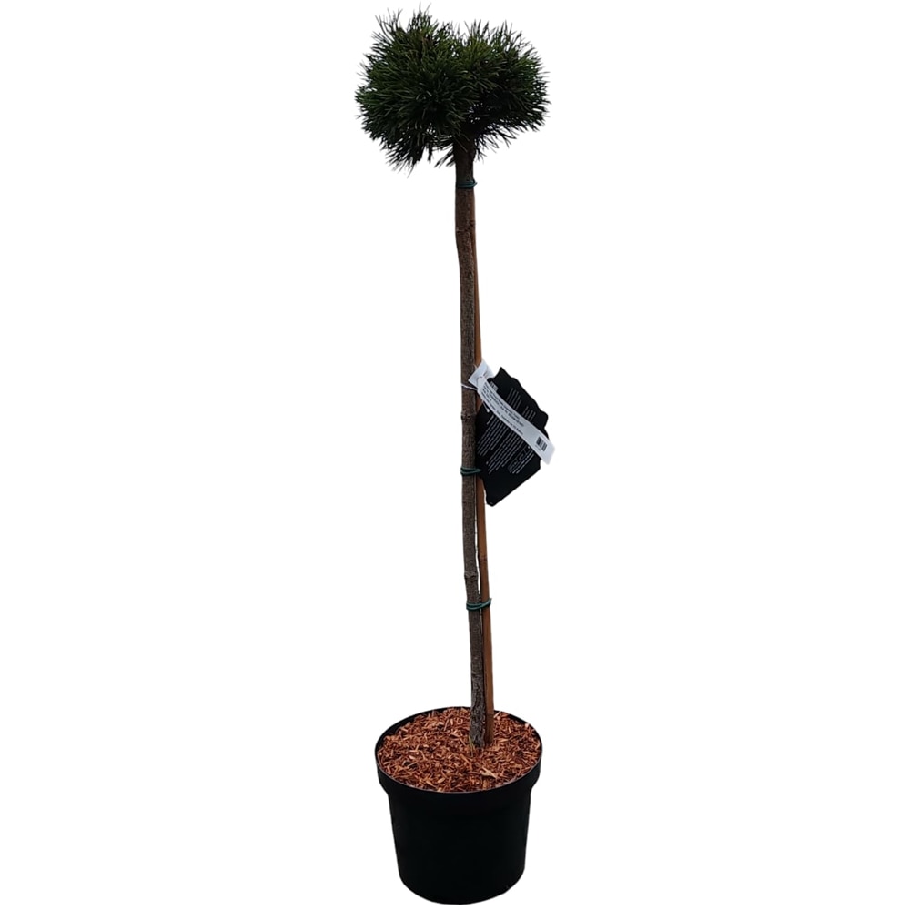 Pinus Mugo Grune Welle, H 80 cm