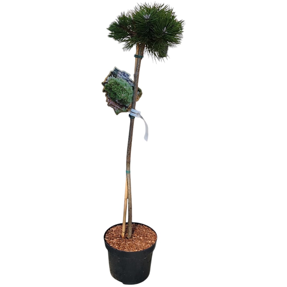 Pinus Nigra Agnes Bregeon, H 80 cm