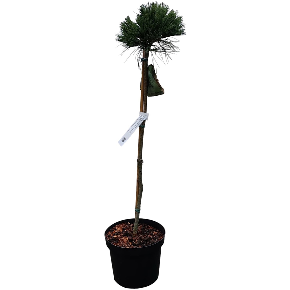 Pinus Flexilis Lil Wolf, H 80 cm