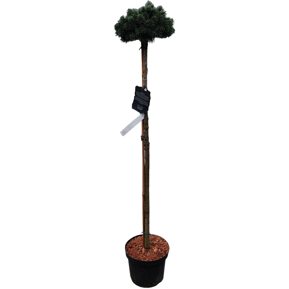 Picea Engelmannii H obo, H 90 cm