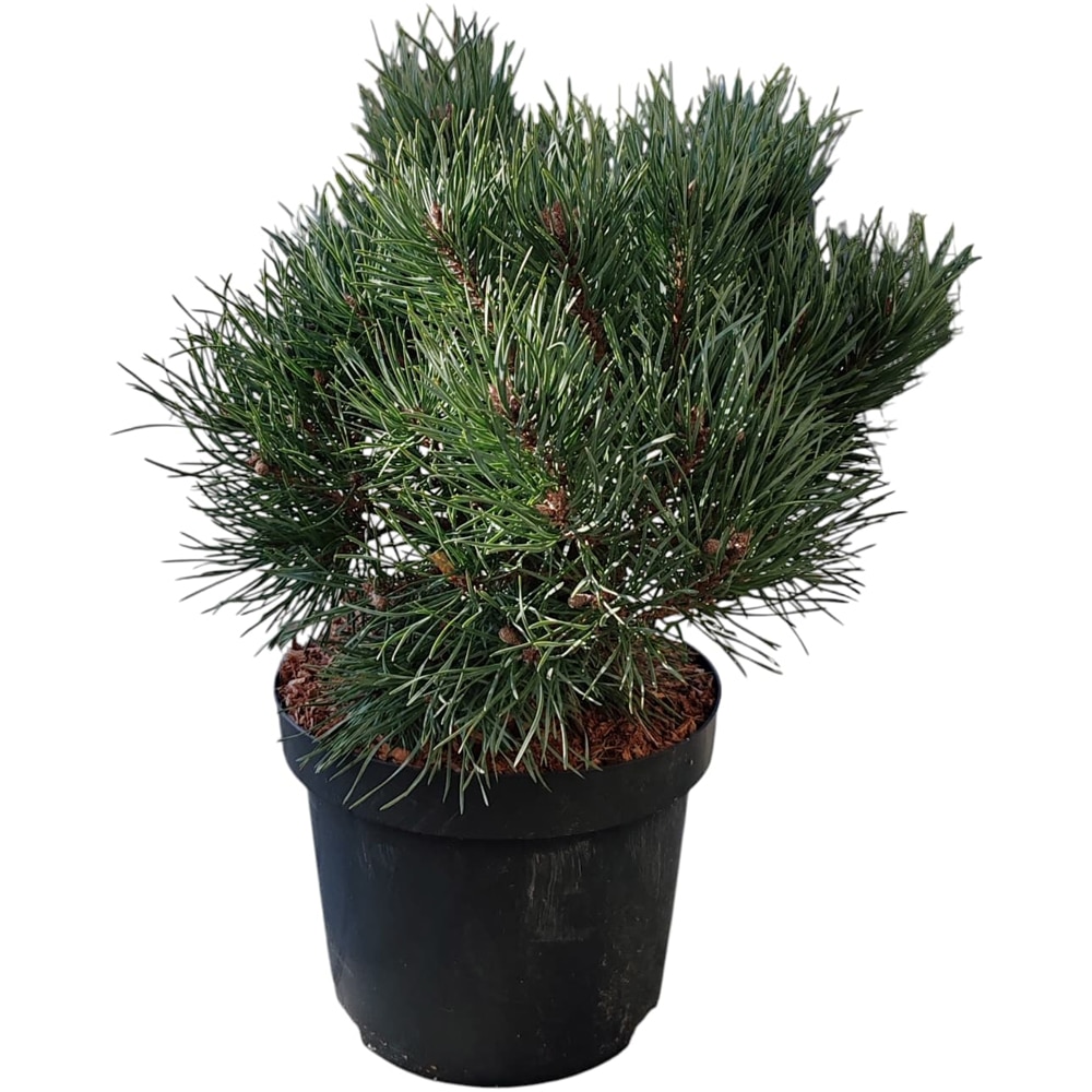 Pinus Sylvestris Fresham, H 25 cm
