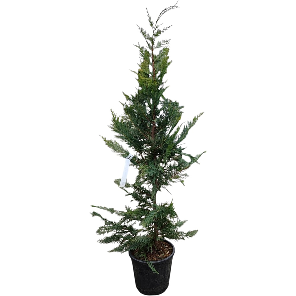 Conifer Cupressocyparis Leylandii, H 150 cm