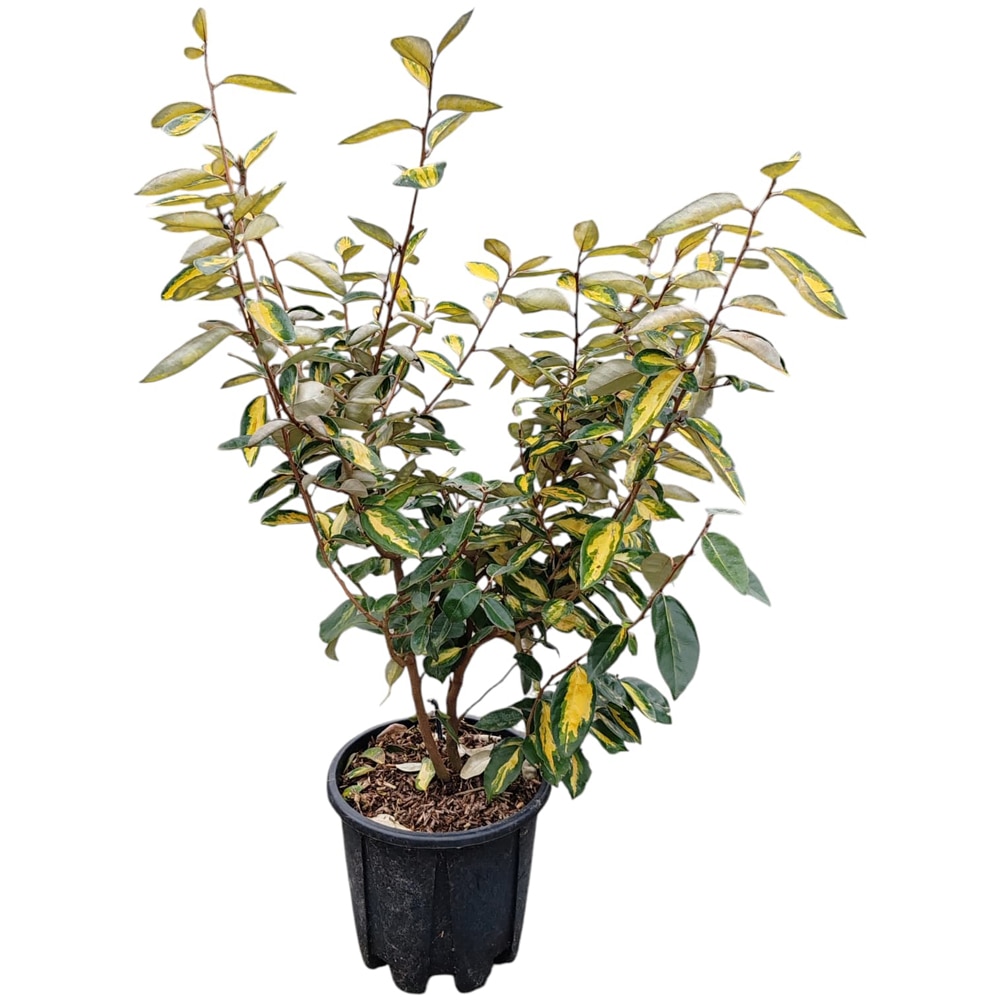 Arbust ornamental Elaeagnus Ebbingei Limelight, H 80 cm