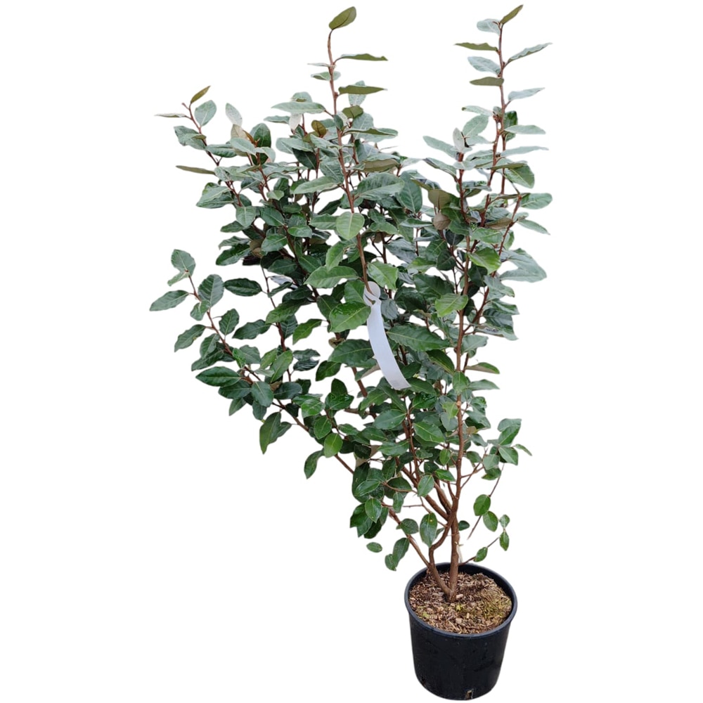 Arbust ornamental Elaeagnus Ebingei, H 70 cm