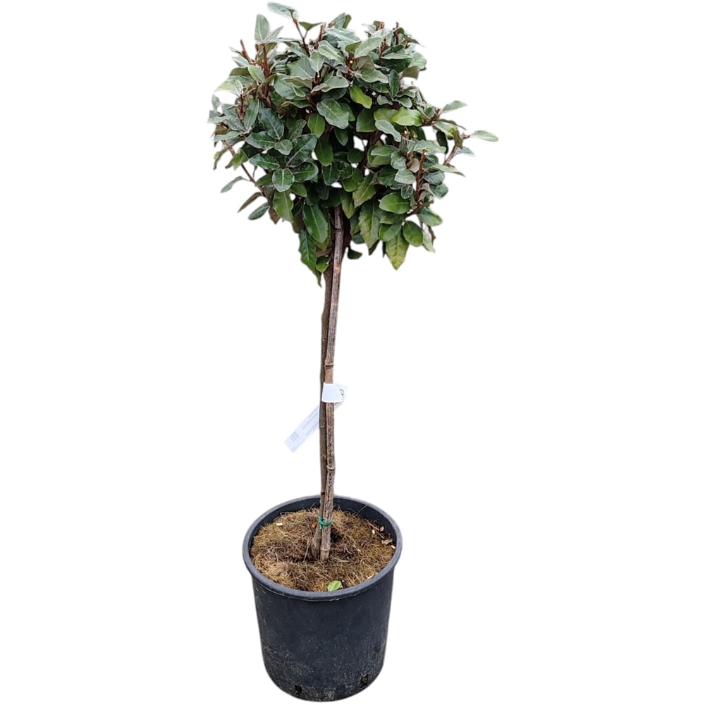 Arbust ornamental Elaeagnus Ebbingei, H 60 cm