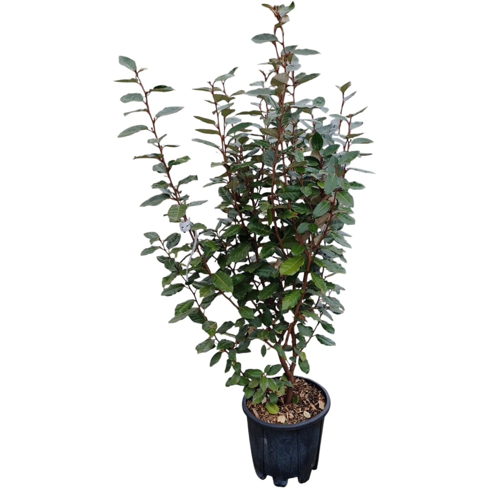 Arbust ornamental Elaeagnus Ebbingei, H 60 cm