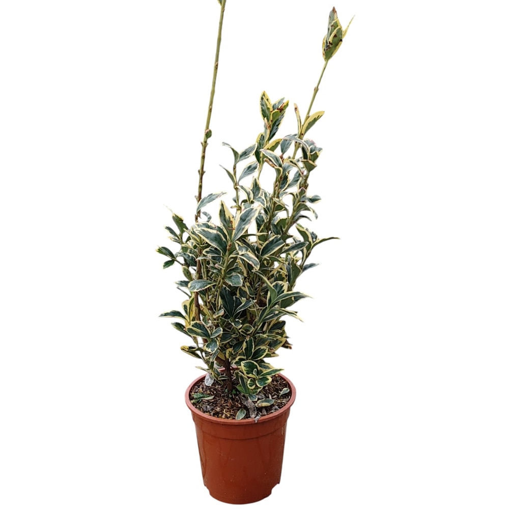 Arbust ornamental Euonymus J Bravo, H 35 cm
