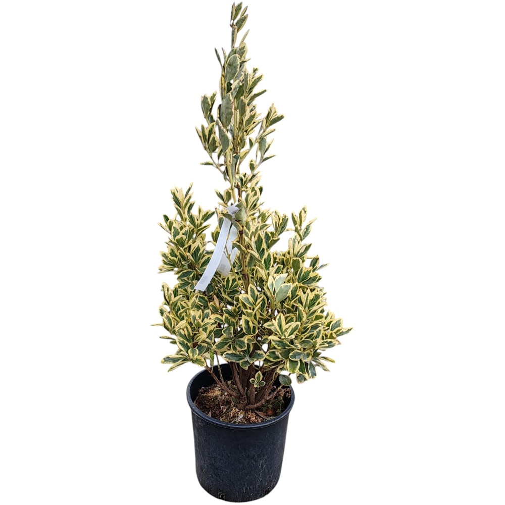 Arbust ornamental Euonymus J Bravo, H 50 cm