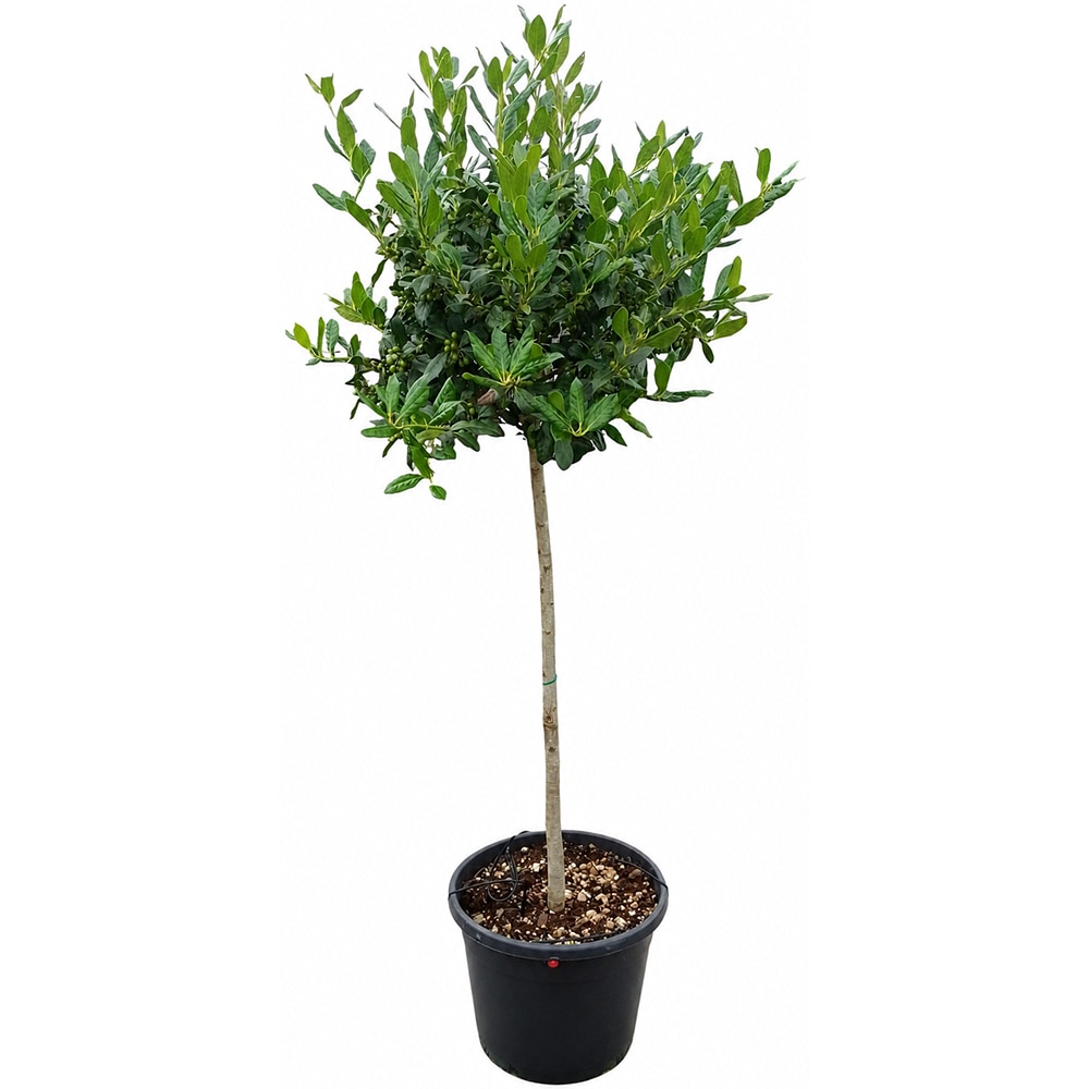 Laur englezesc (Ilex aquifolium Nellie R. Stevens), D 30 cm, H 150 cm