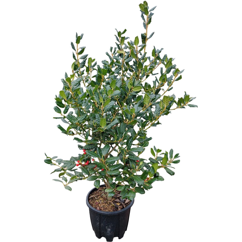 Arbust ornamental Ilex Aquifolium N.Stevens, H 50 cm