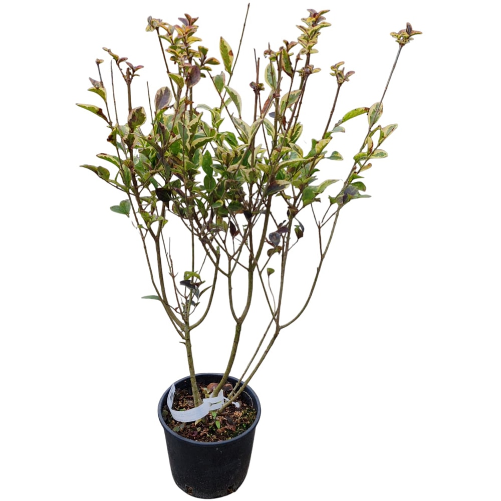 Arbust ornamental Ligustrum Ovalifolium Aureum, H 70 cm