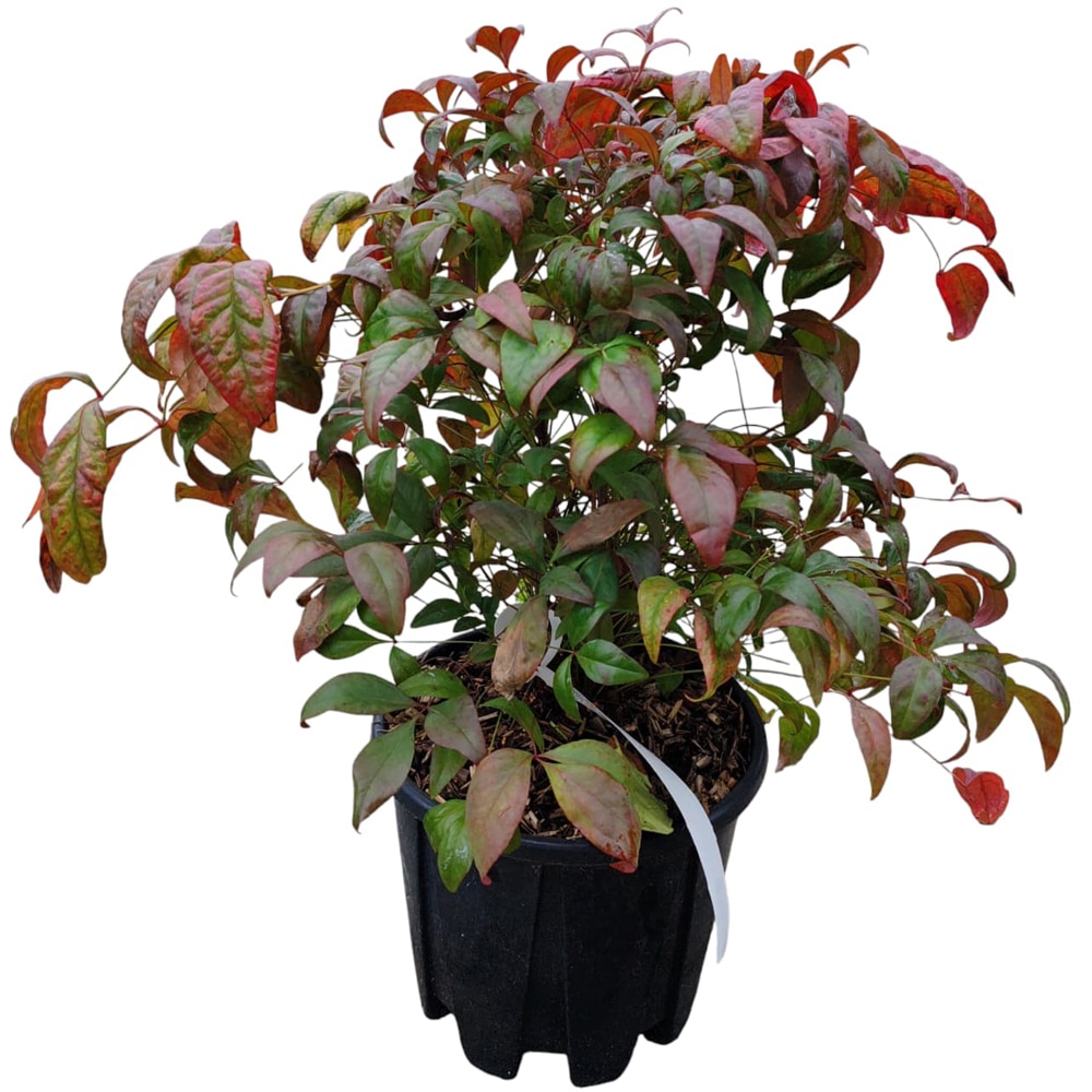 Arbust ornamental Nandina Domestica Fire Power, H 25 cm
