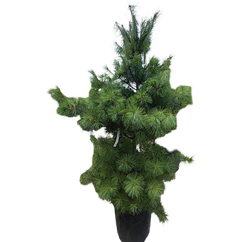 Conifer Pinus Nigra Austriaca, H 150 cm